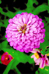 芳香菊花