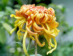 芳香菊花