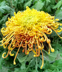 芳香菊花