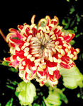 芳香菊花
