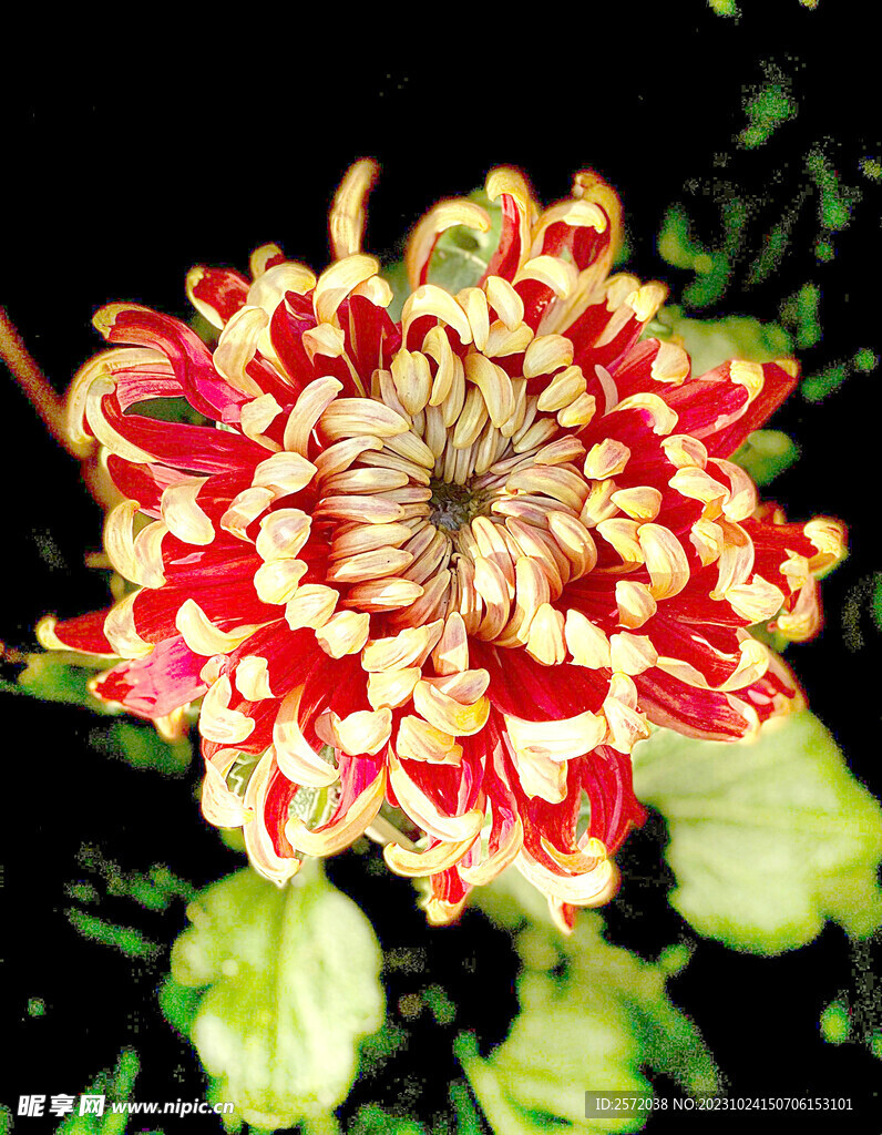 芳香菊花