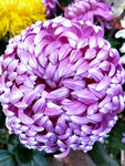 芳香菊花