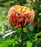 芳香菊花