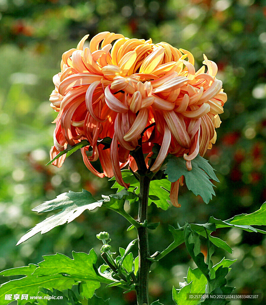 芳香菊花