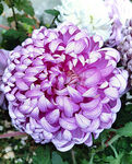 芳香菊花