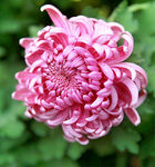 芳香菊花