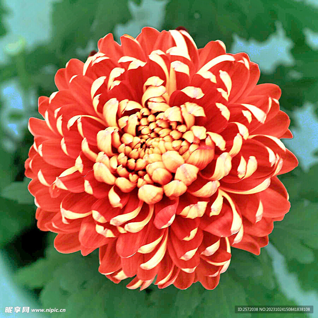 芳香菊花