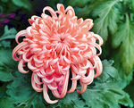 芳香菊花