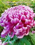 芳香菊花