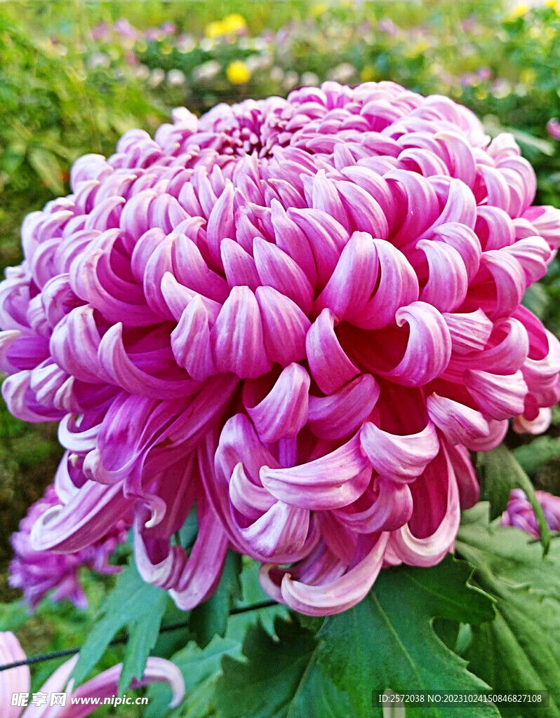 芳香菊花