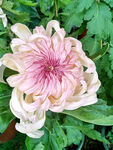 芳香菊花
