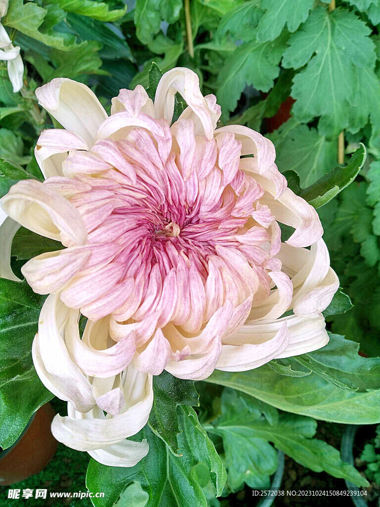 芳香菊花