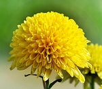 芳香菊花