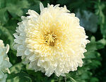 芳香菊花