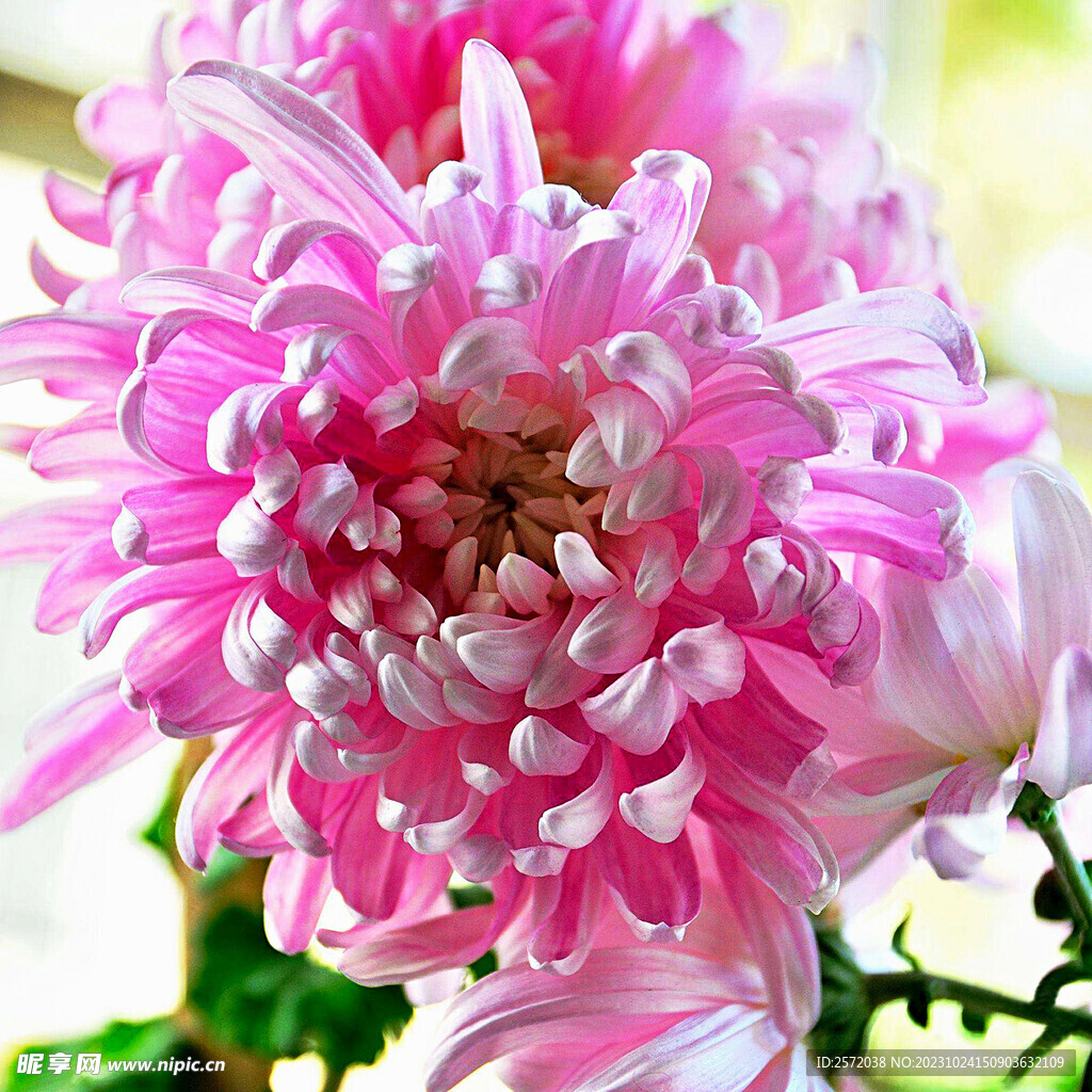芳香菊花