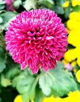 芳香菊花