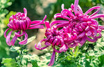 芳香菊花