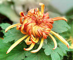 芳香菊花