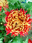 芳香菊花