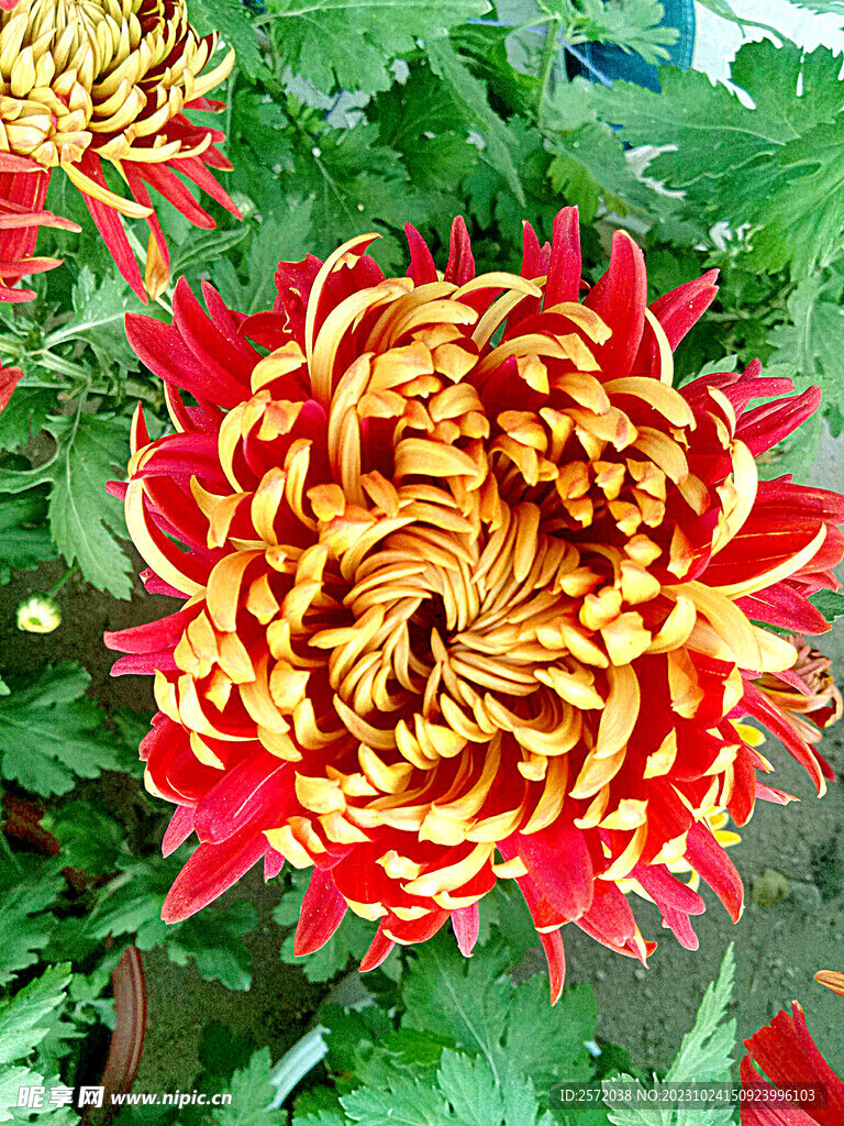 芳香菊花