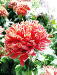 芳香菊花