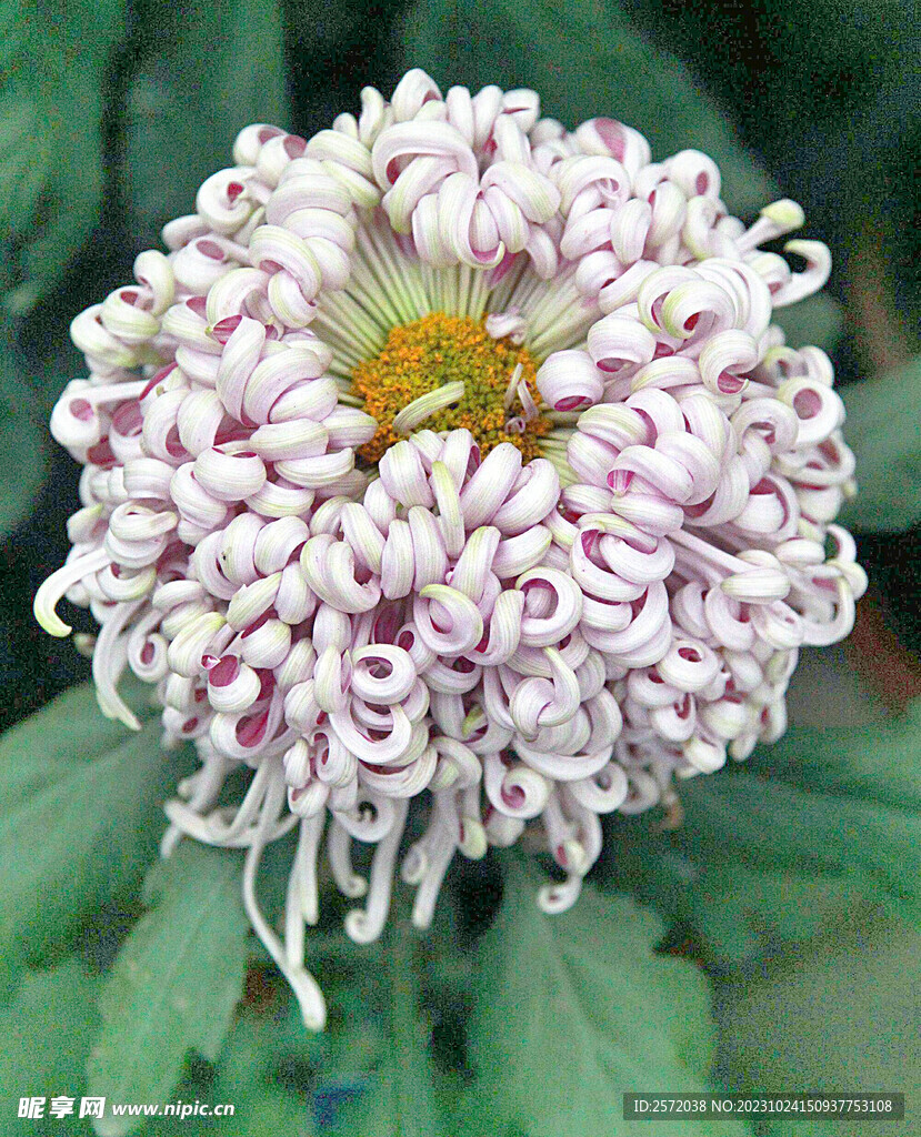 芳香菊花