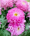 芳香菊花