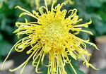 芳香菊花