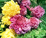芳香菊花
