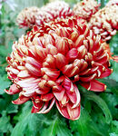 芳香菊花