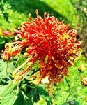 芳香菊花