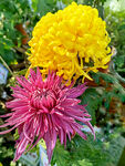 芳香菊花