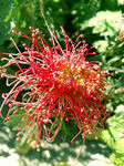 芳香菊花