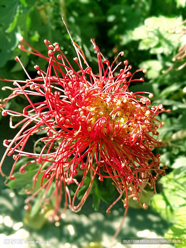 芳香菊花