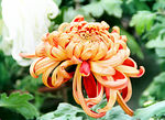 芳香菊花