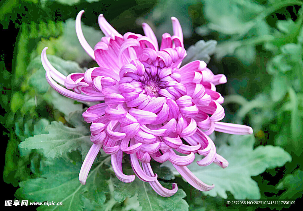 芳香菊花