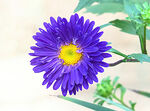 芳香菊花