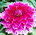 芳香菊花