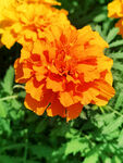 芳香菊花