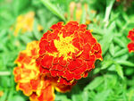 芳香菊花