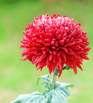 芳香菊花