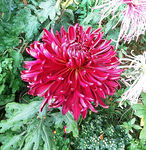 芳香菊花