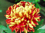 芳香菊花
