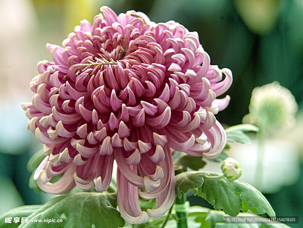 芳香菊花