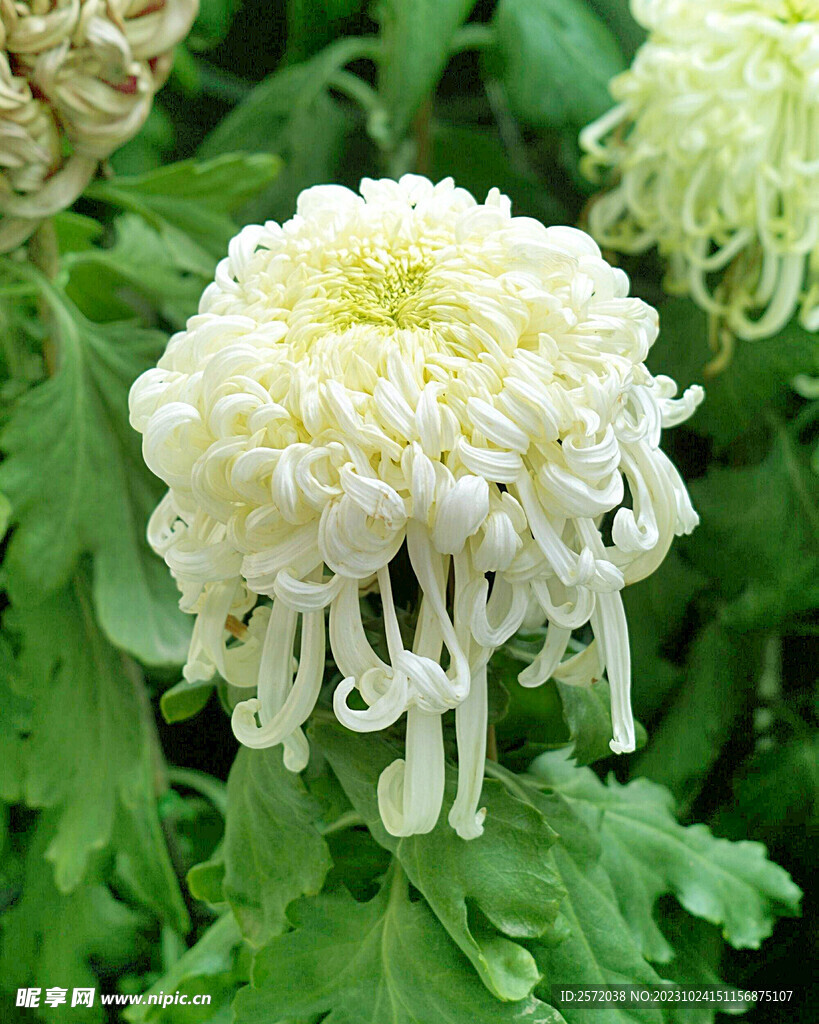 芳香菊