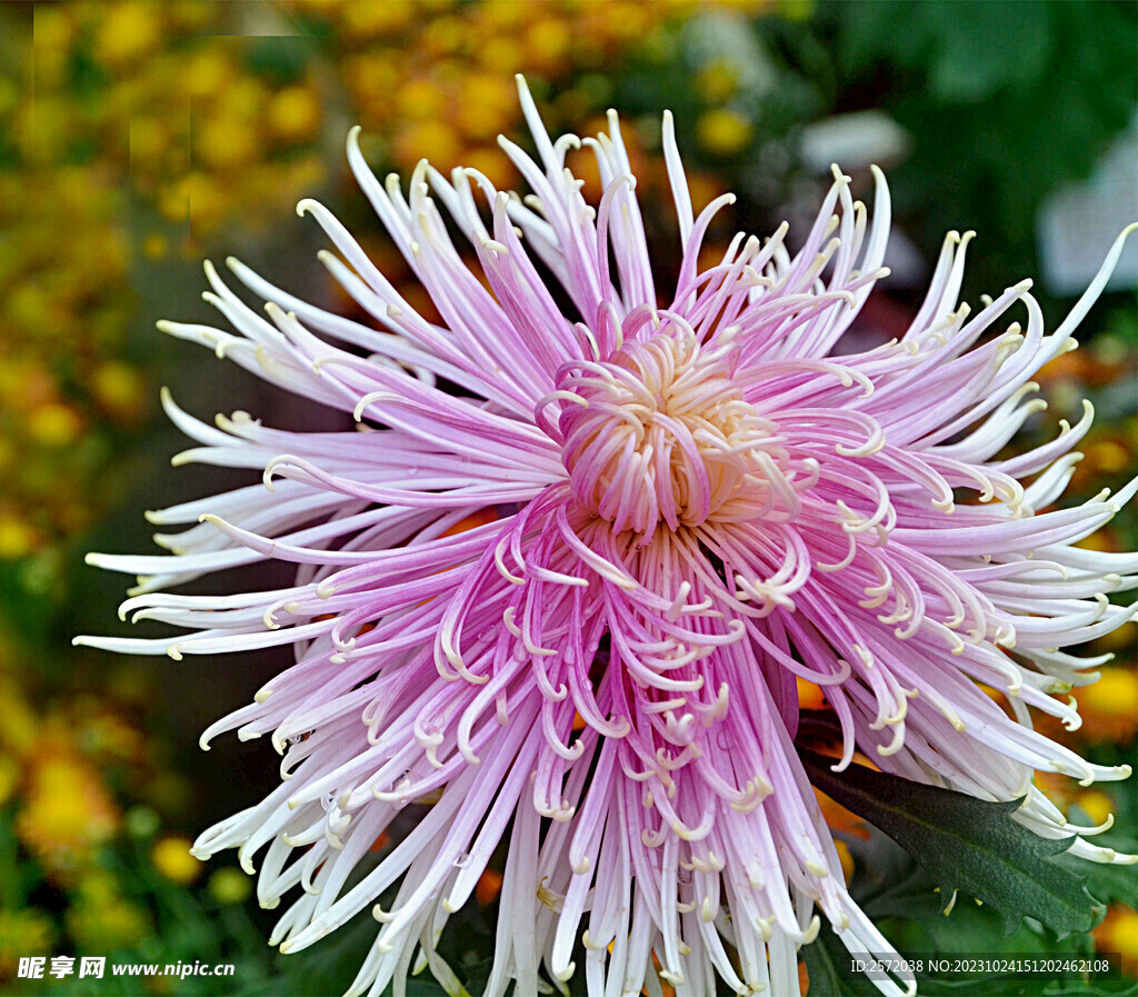 芳香菊花