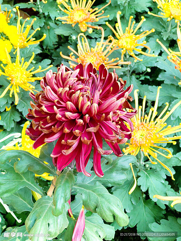 芳香菊花