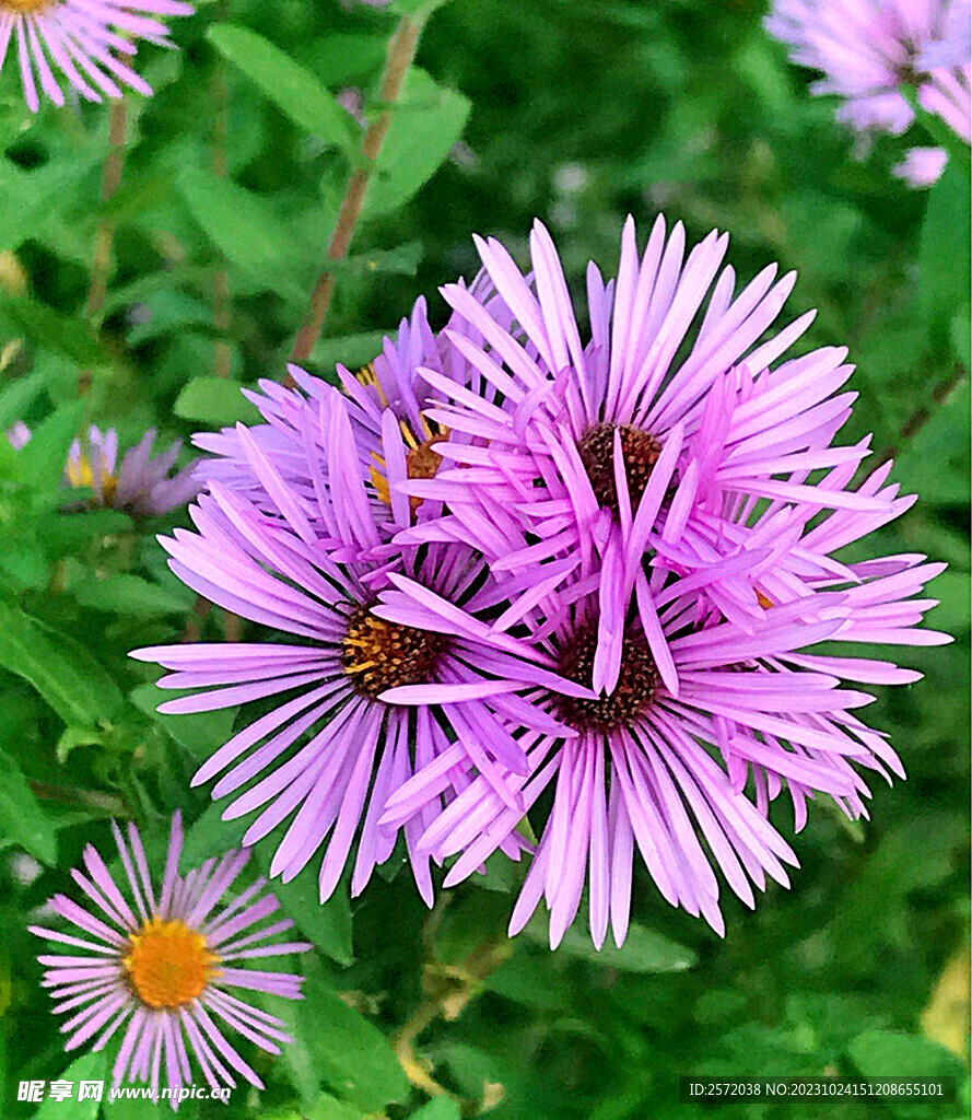 芳香菊花