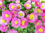 芳香菊花