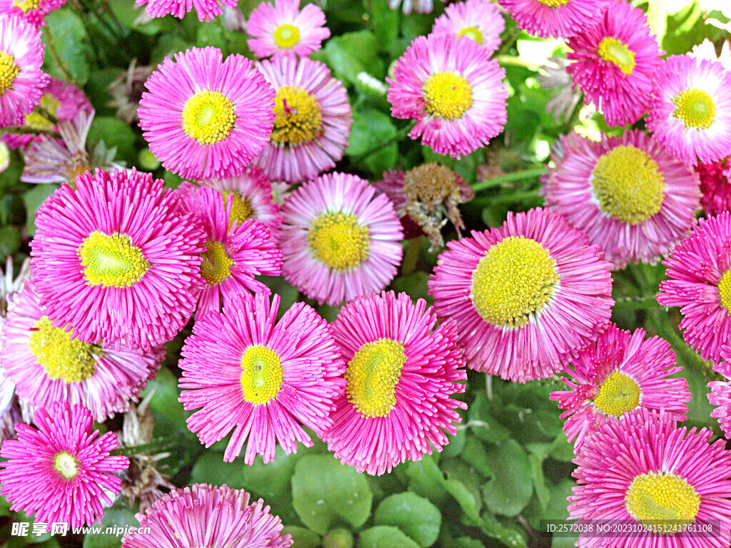 芳香菊花